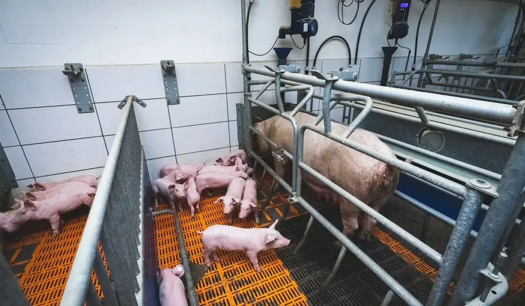 farrowing crate