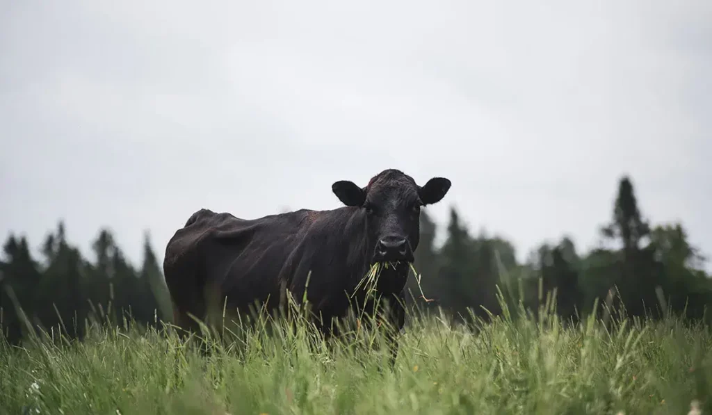Angus Cow Grazing