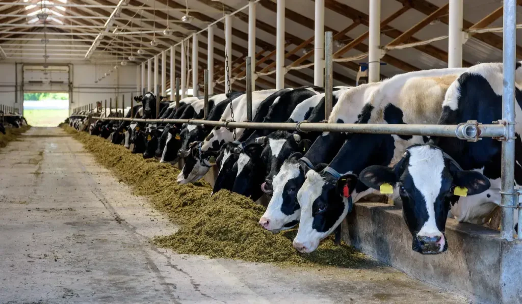 Dairy Cows Eating