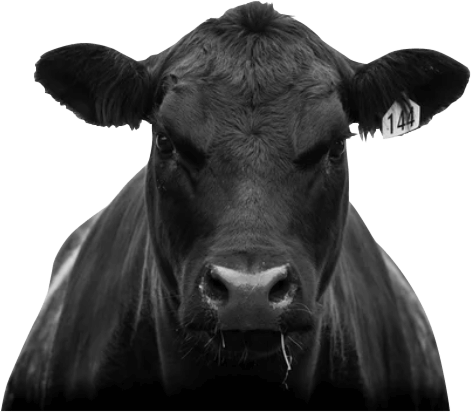 Black Angus